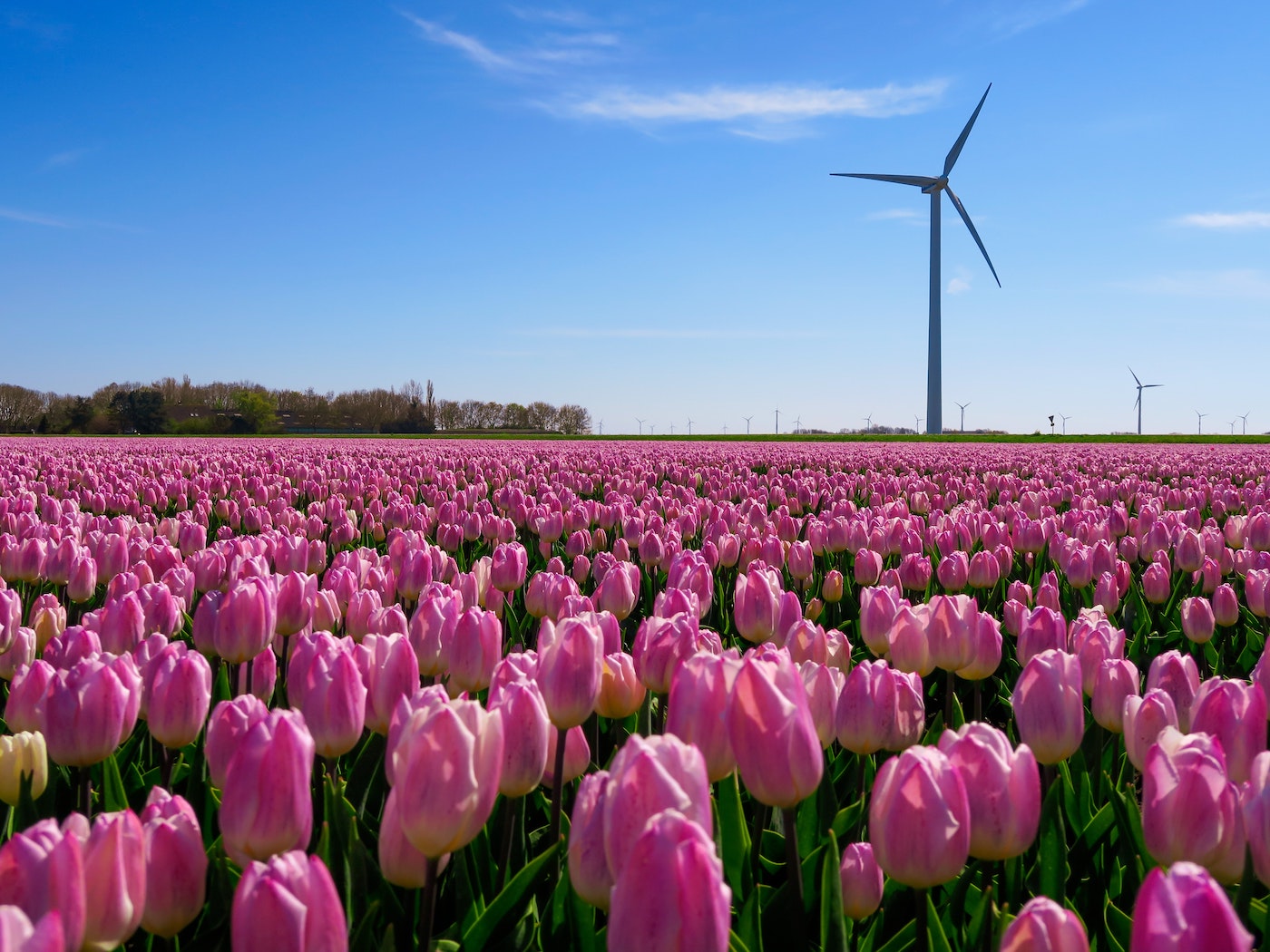 Tulpen Almere