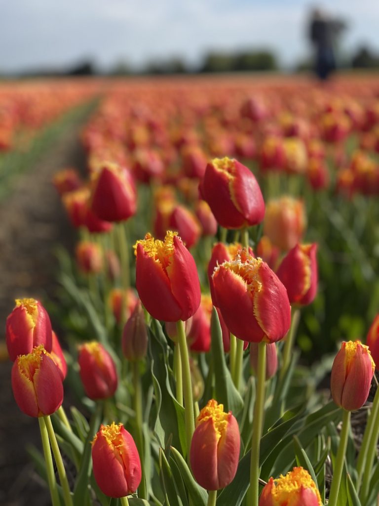 Tulpen bij de boer logeren