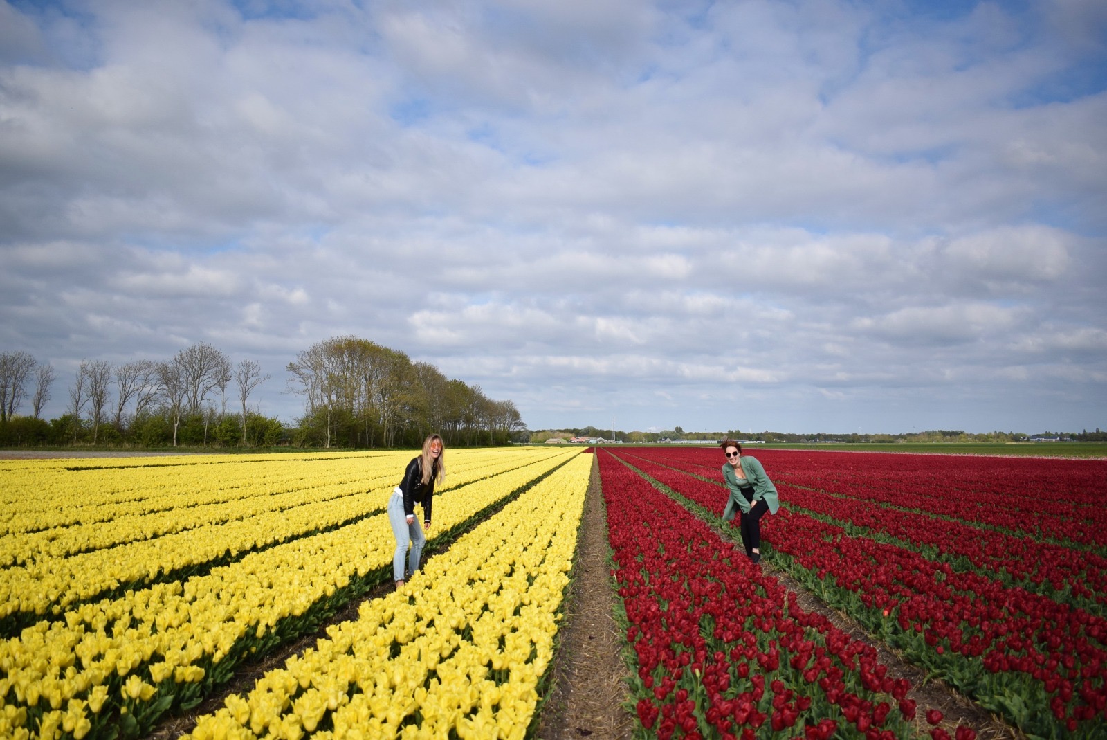 Tulpen castricum logeren bij de boer