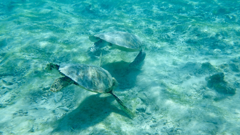 Turtlebeach, snorkelen schildpadden Gili Trawangan