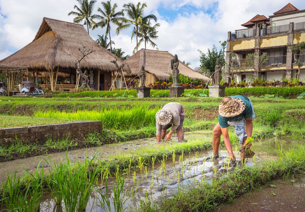 Ubud rijstvelden bij Visesa Ubud