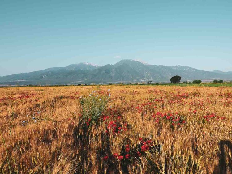 Uitzicht op Mount Olympus over tarweveld met klaprozen