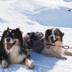 Val Thorens husky