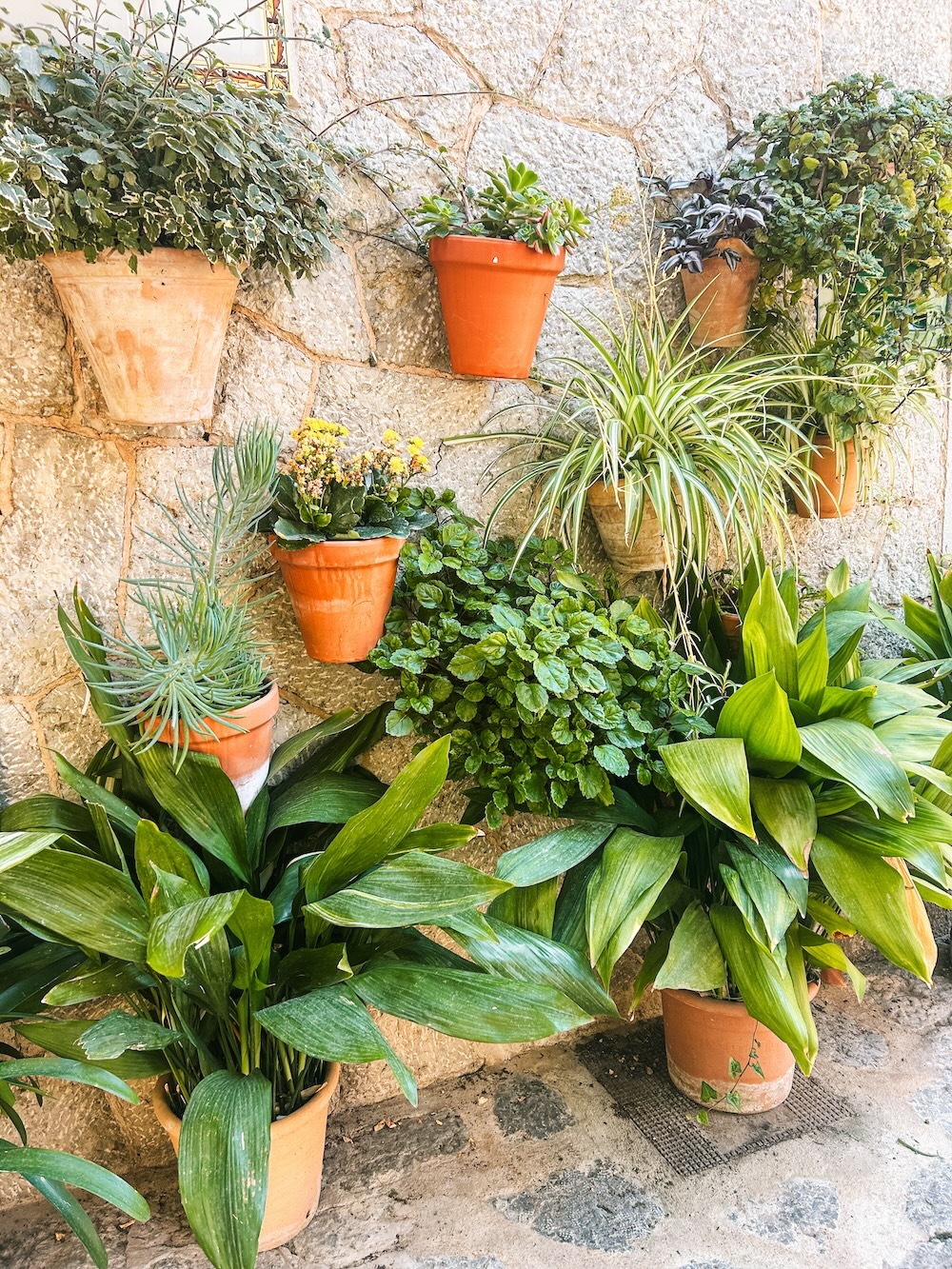 Valldemossa plantjes