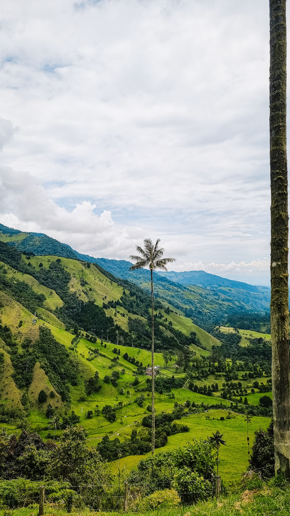 Valle de Cocora, Salento Colombia