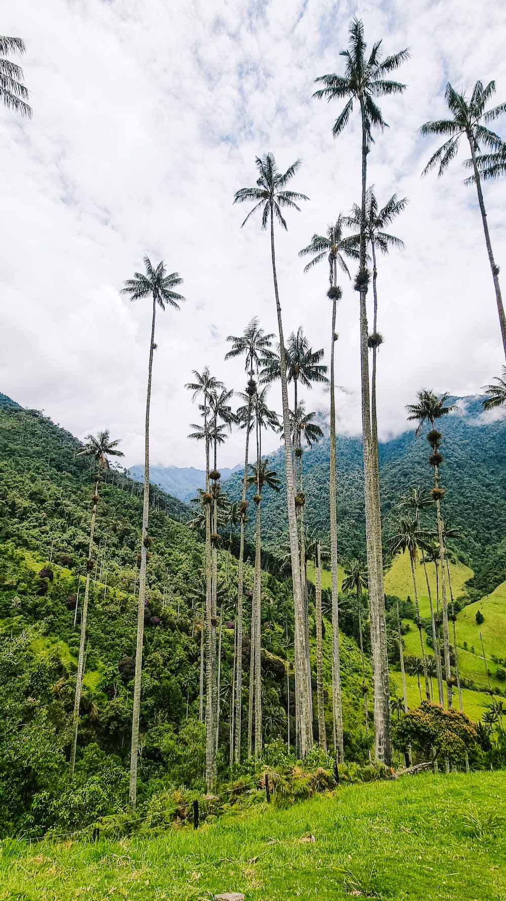 Valle de Cocora