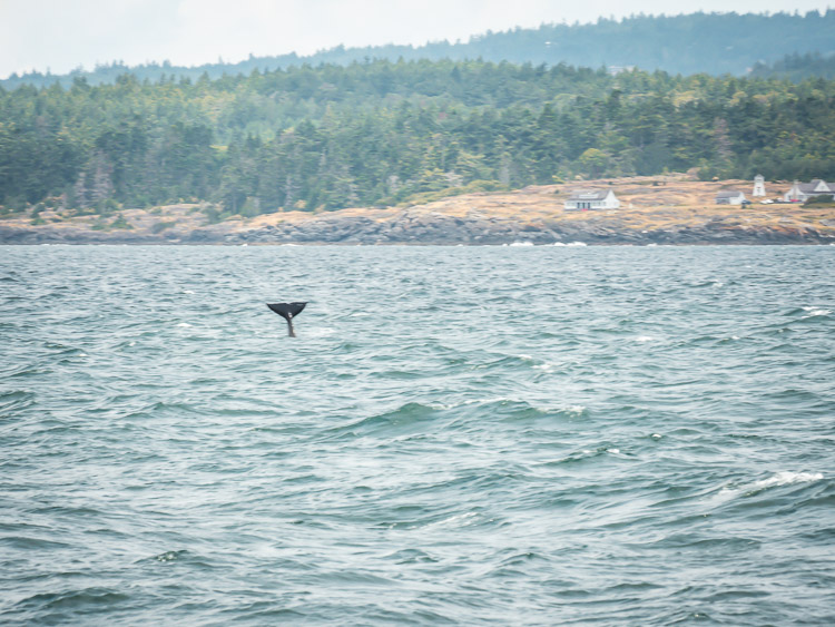 Victoria whale watching tour orca