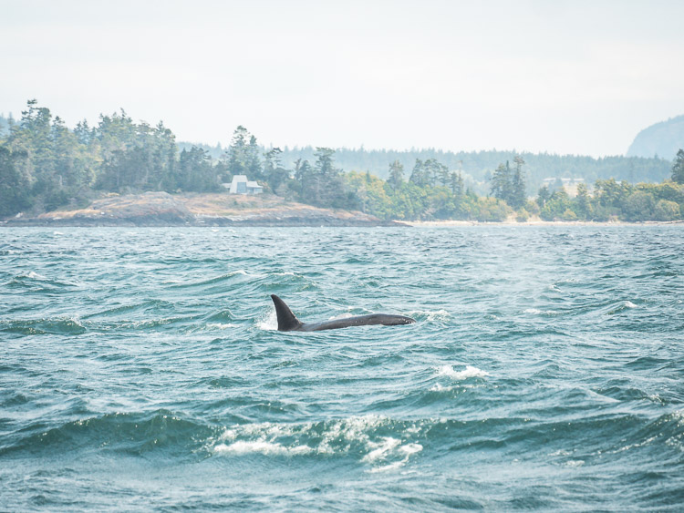 Victoria whale watching tour orca