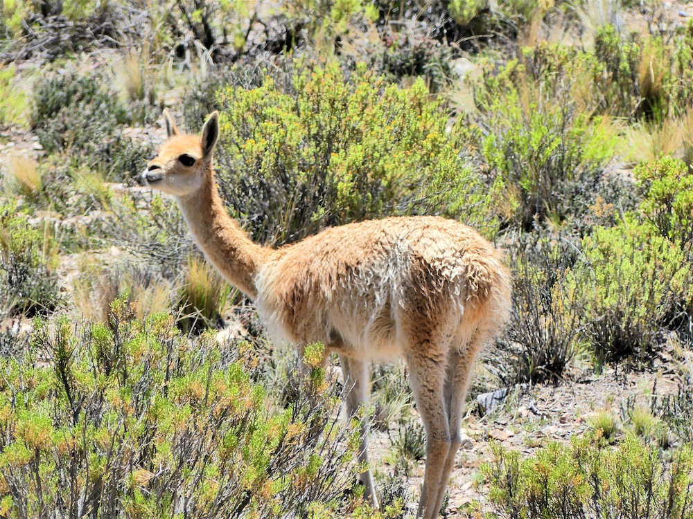 Vicuña in Argentinië