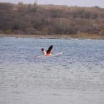 Vliegende flamingo curacao