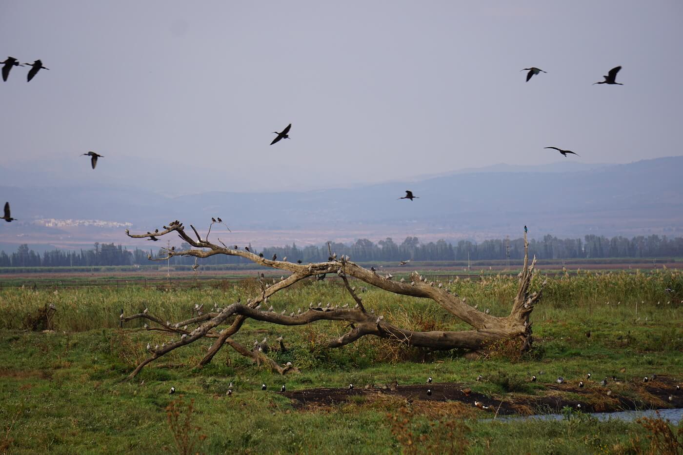 Vogelspotten tijdens je israel reis