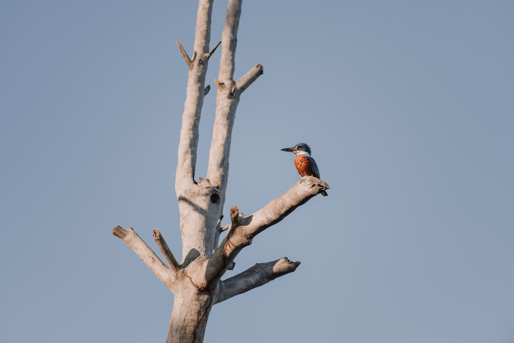 Vogeltje flores guatemala