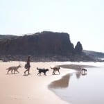 Vrijheid camper reis strand