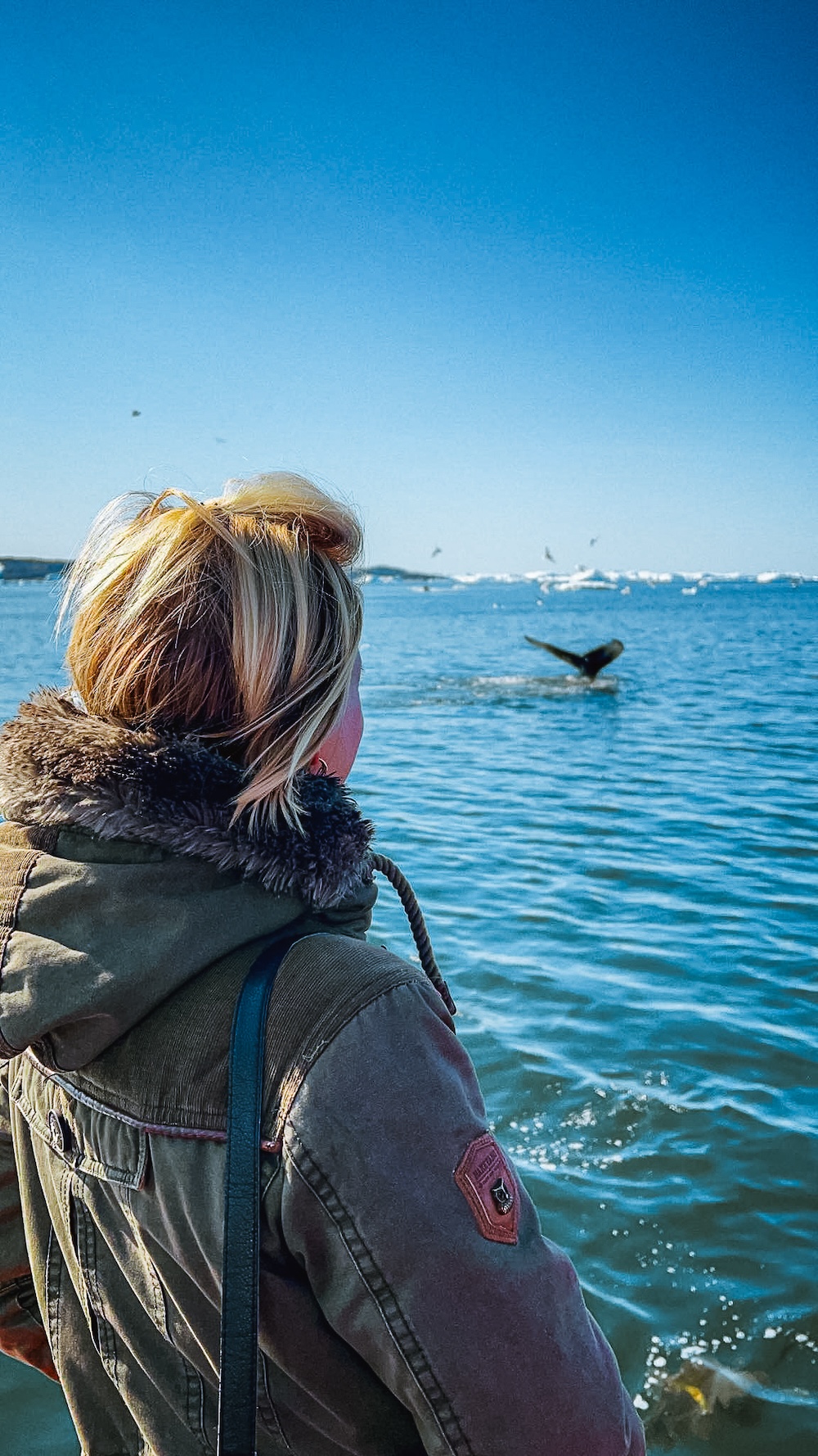 Walvissafari in llulissat