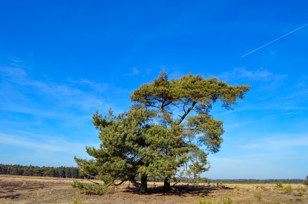 Wandelen Het Hageven