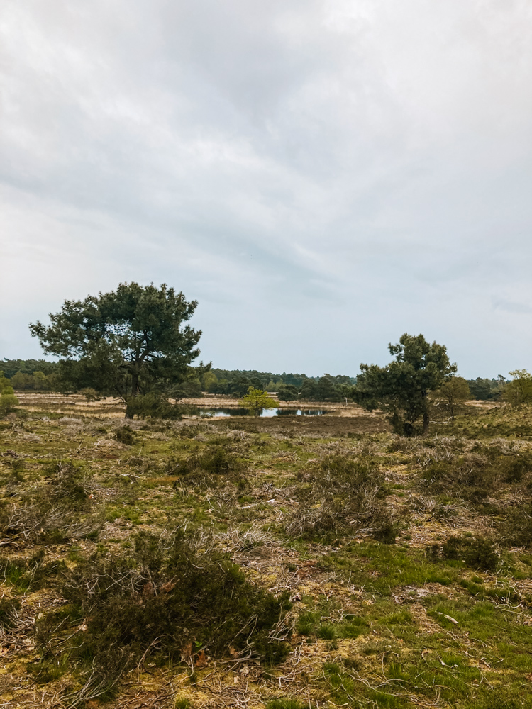 Wandelen Nationaal Park De Maasduinen limburg