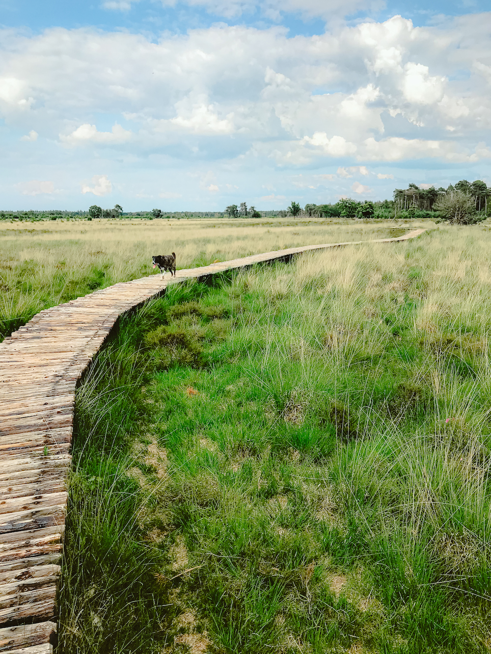 Wandelen in de omgeving van Eindhoven