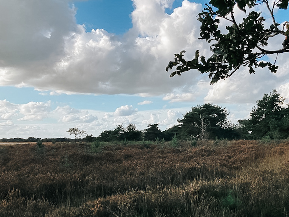 Wandelen op de Regte Heide