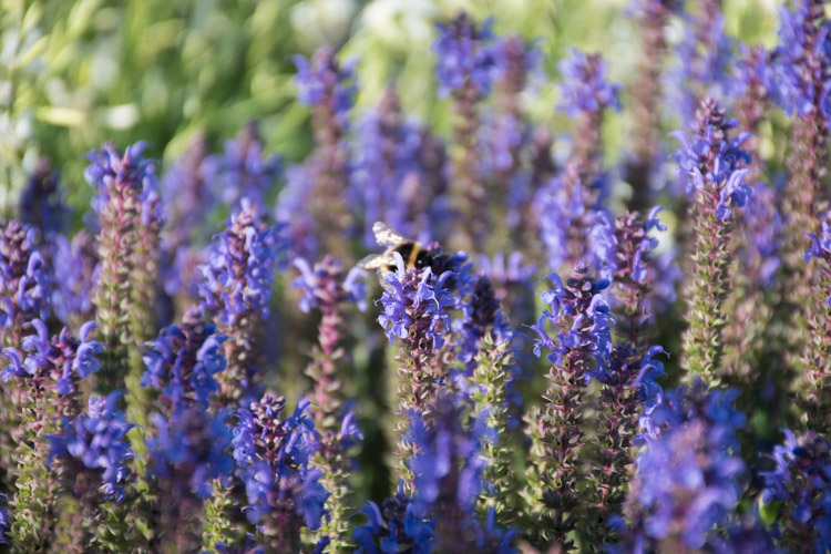 Wat te doen in Christchurch Nieuw Zeeland Botanische tuin