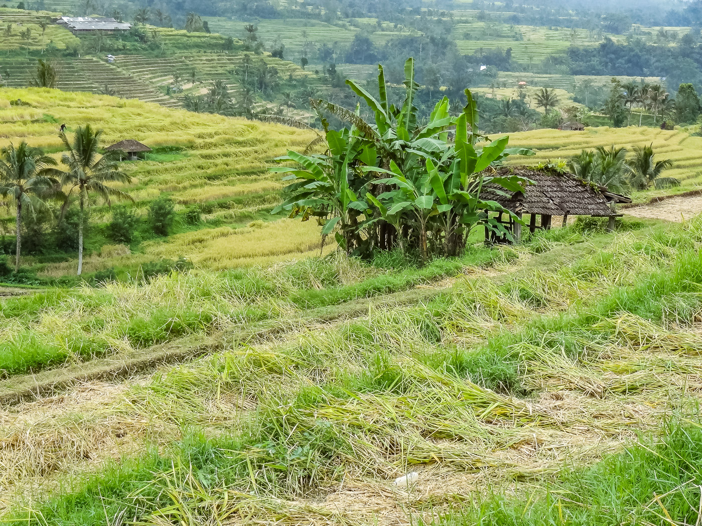 Wat te doen in Ubud tips