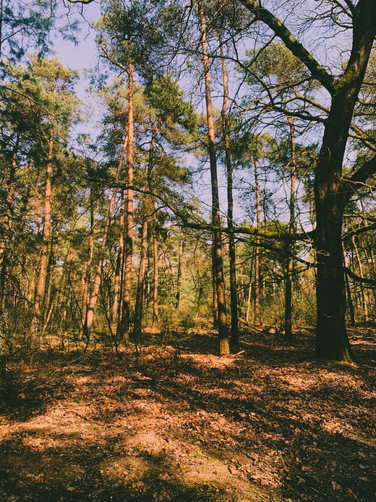 Wat te doen in apeldoorn bos