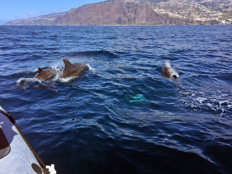 Wat te doen op madeira Dolfijnen spotten