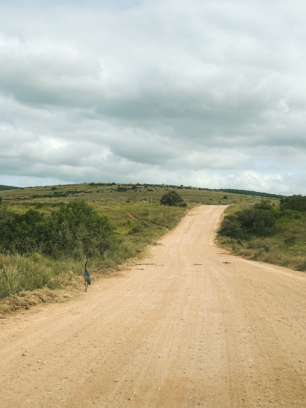 Weg door Addo Elephant Park