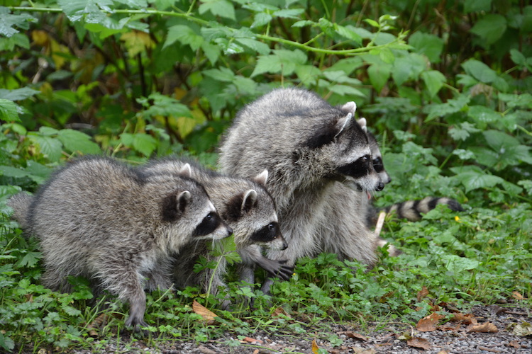 West Canada rondreis wildlife