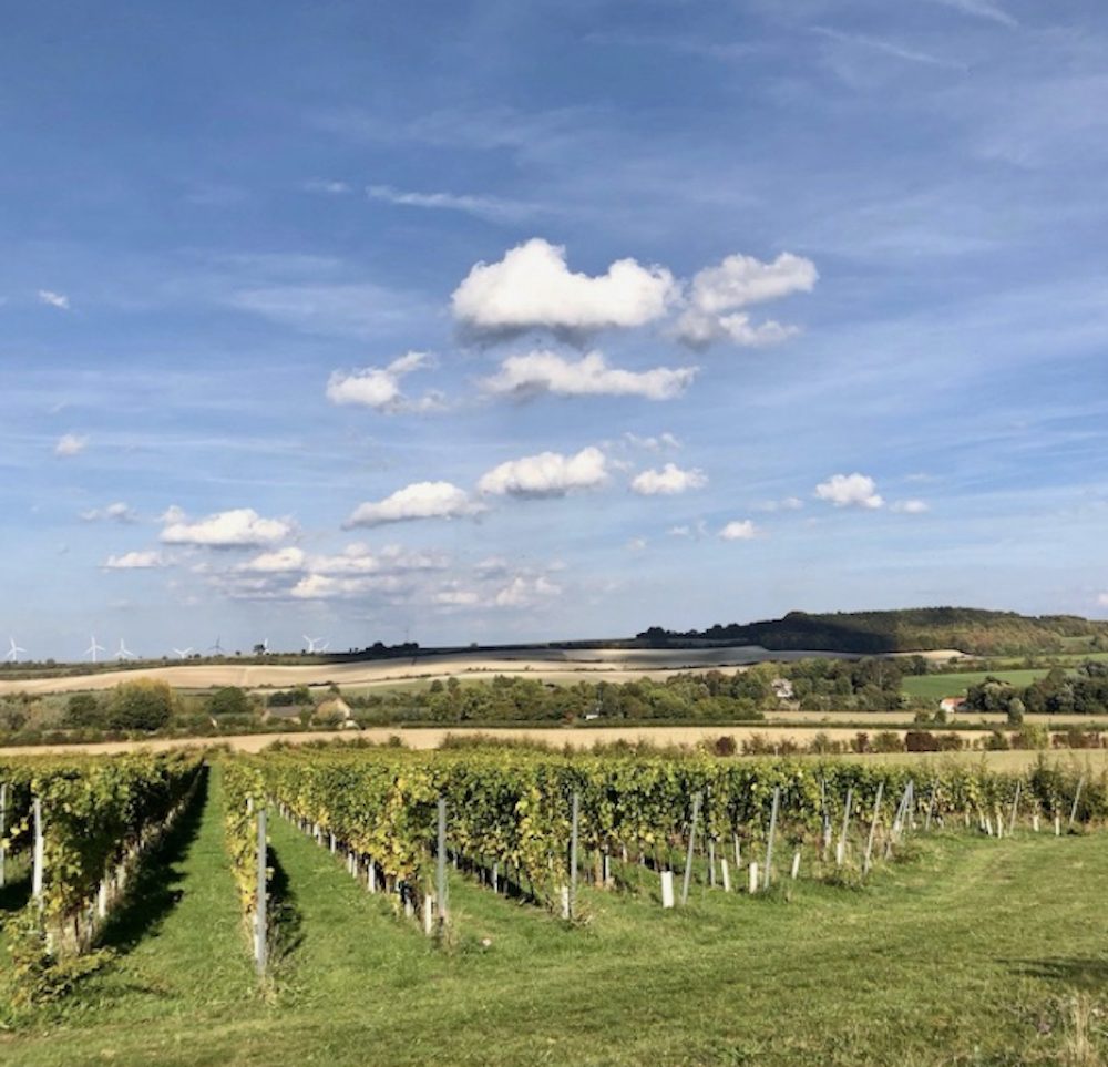 Wijngaard Limburg, Domein Holset