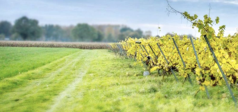 Wijngaard Limburg, Wijngoed Thorn