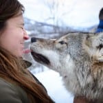 Wolf kiss Polar Park Noorwegen