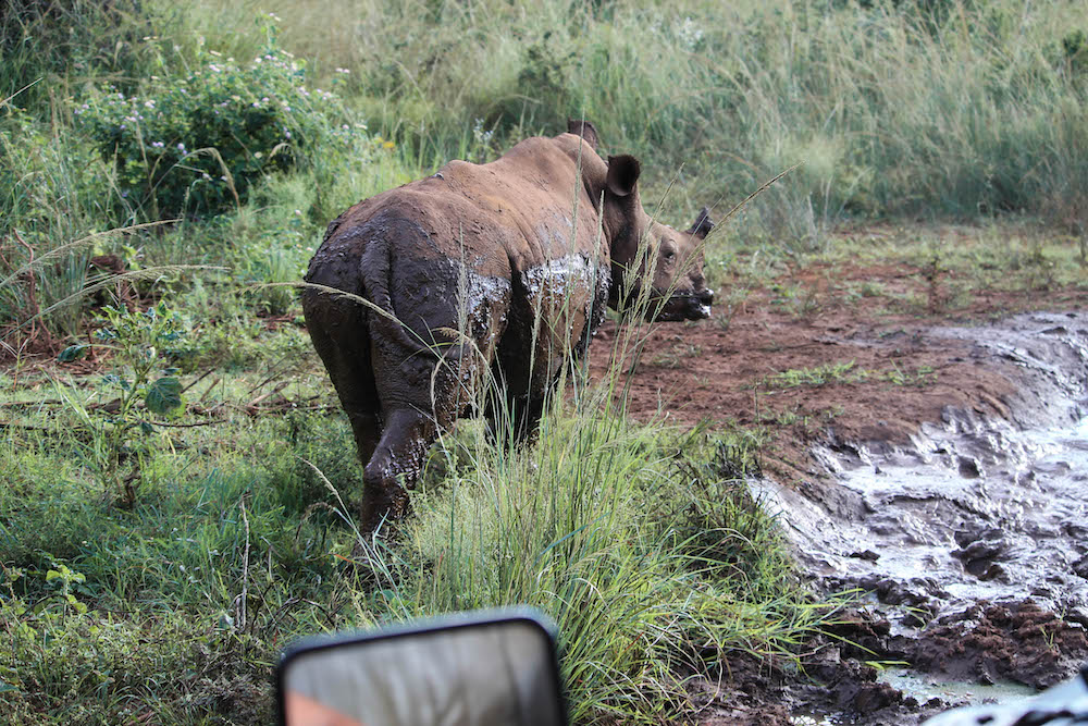 World Rhino Day neushoorn