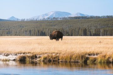 Yellowstone National Park