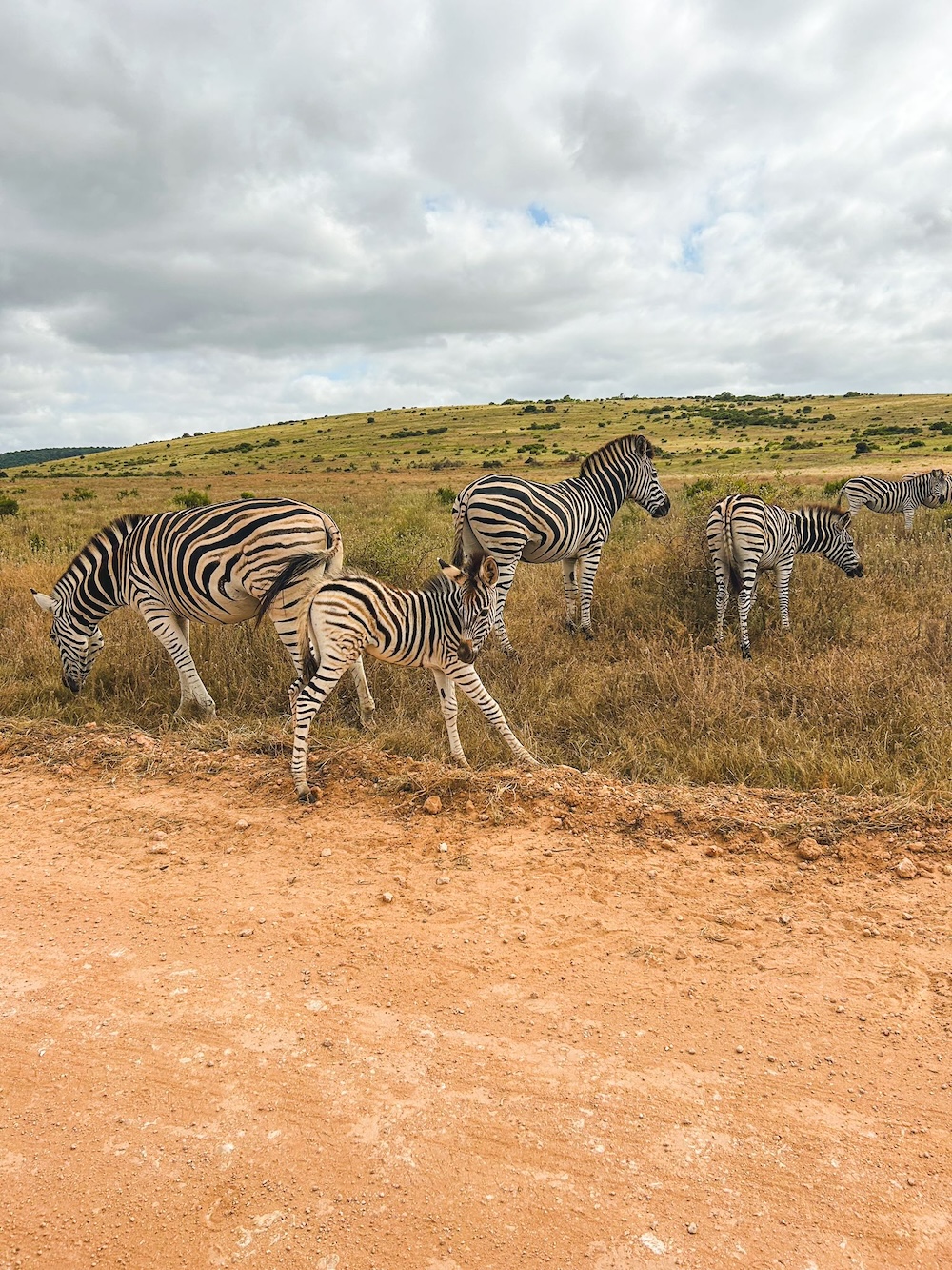 Zeebra's langs de weg, Addo Elephant Park