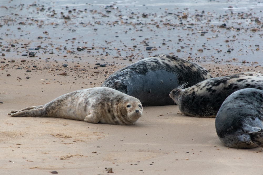 Zeehond Norfolk