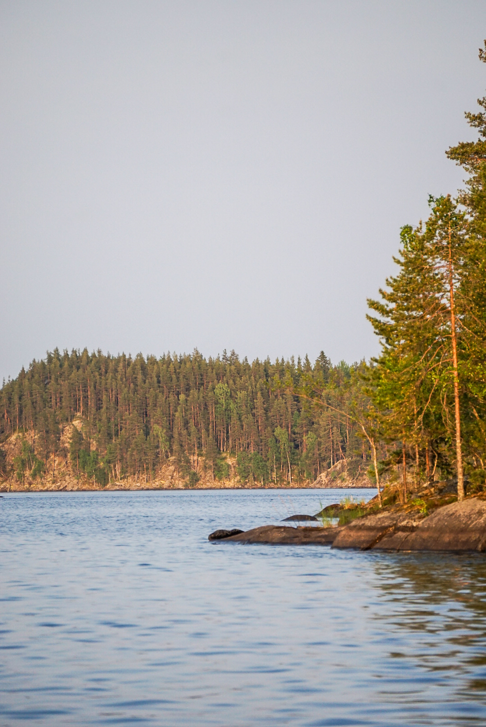 Zeehonden in zuid-finland