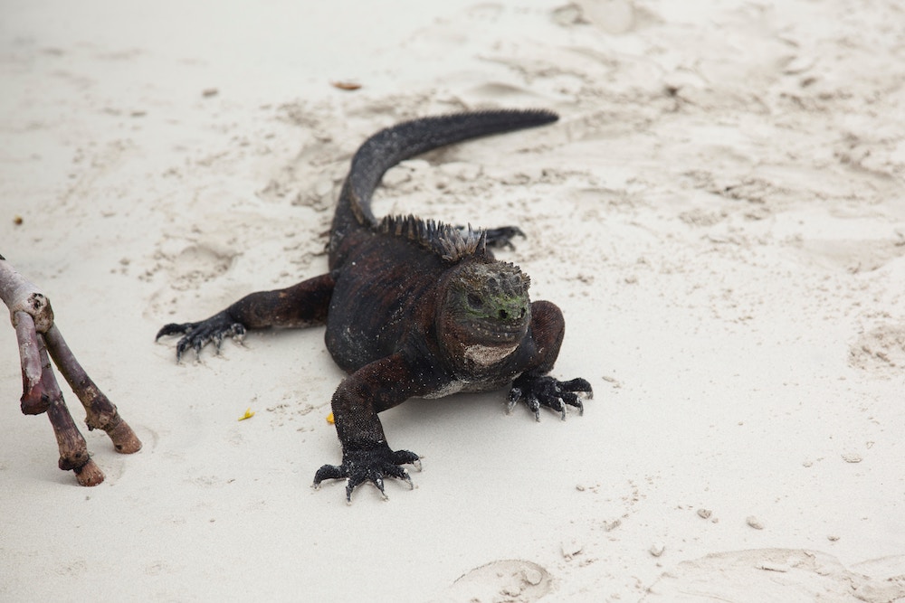 Zeeleguaan op de Galapagos