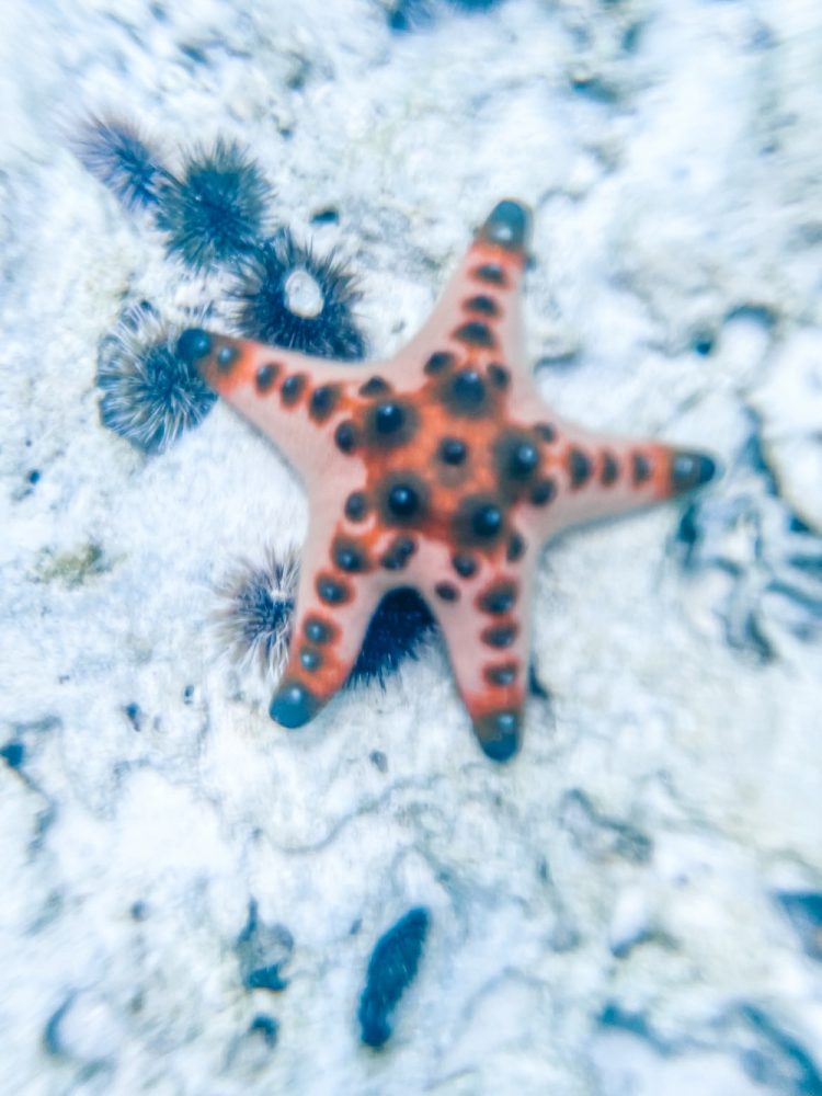 Zeester in de zee van Siquijor