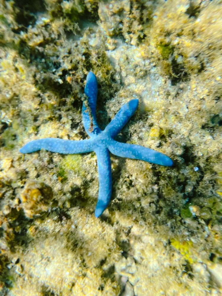 Zeester, snorkelen Siquijor