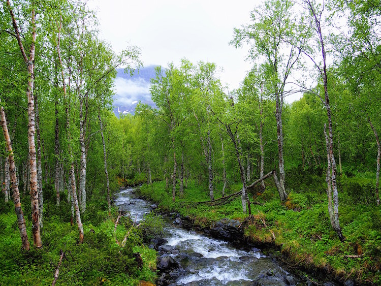 Zomer in lapland hiken bij Ammernäs