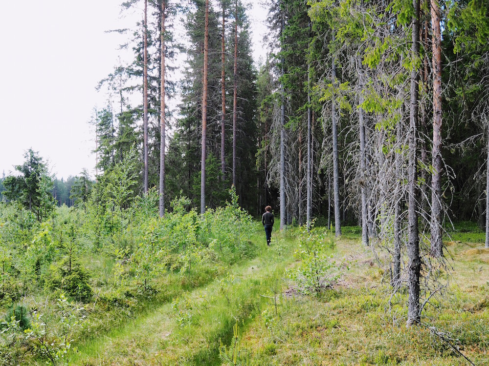 zomer lapland boswandeling