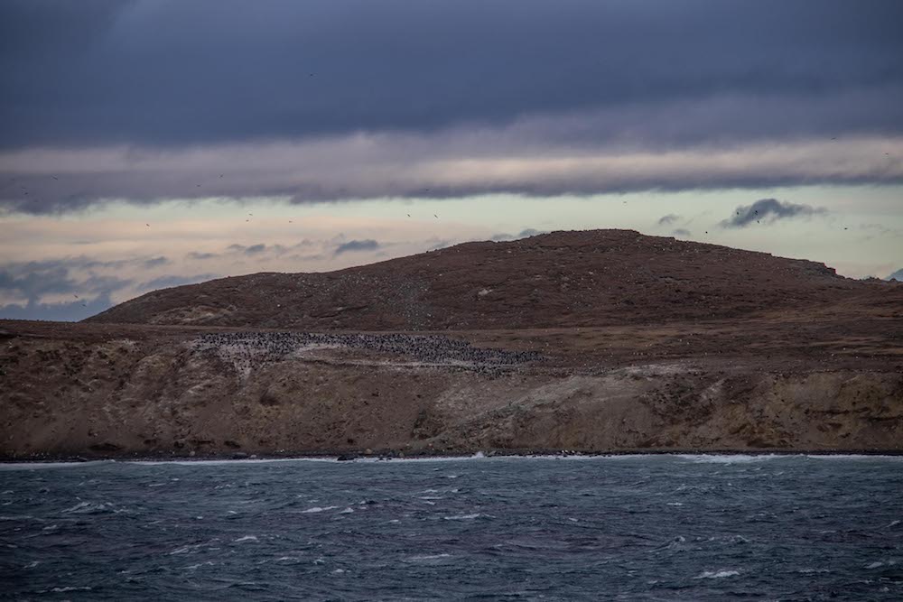 Zuid patagonie magdalena eiland