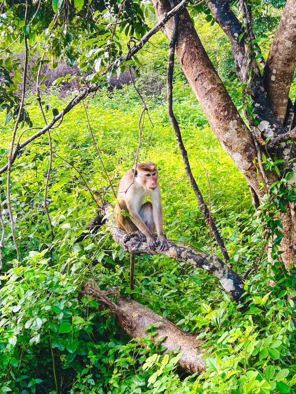 aapje Udawalawe national park