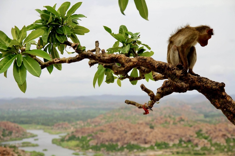 aapje in Bandipur National Park