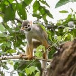 aapje jungletocht suriname met steve o