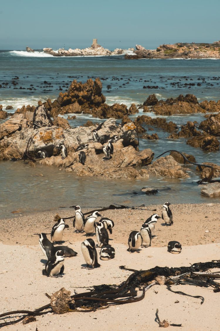 activiteiten Kaapstaad Poinguins spotten