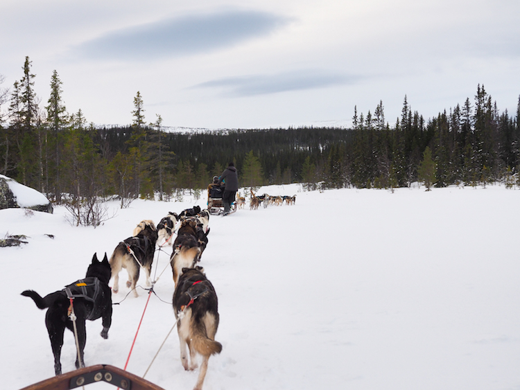 activiteiten lapland huskytocht lapland 