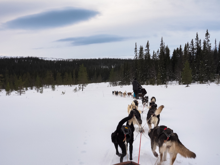 activiteiten lapland huskytocht