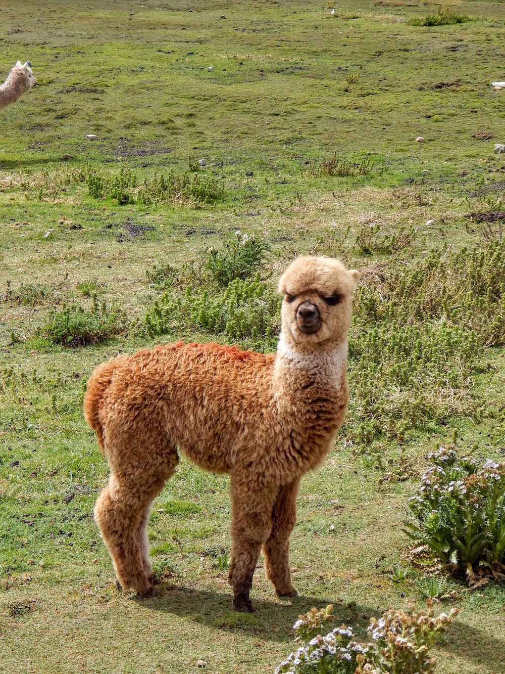 alpaca peru palccoyo