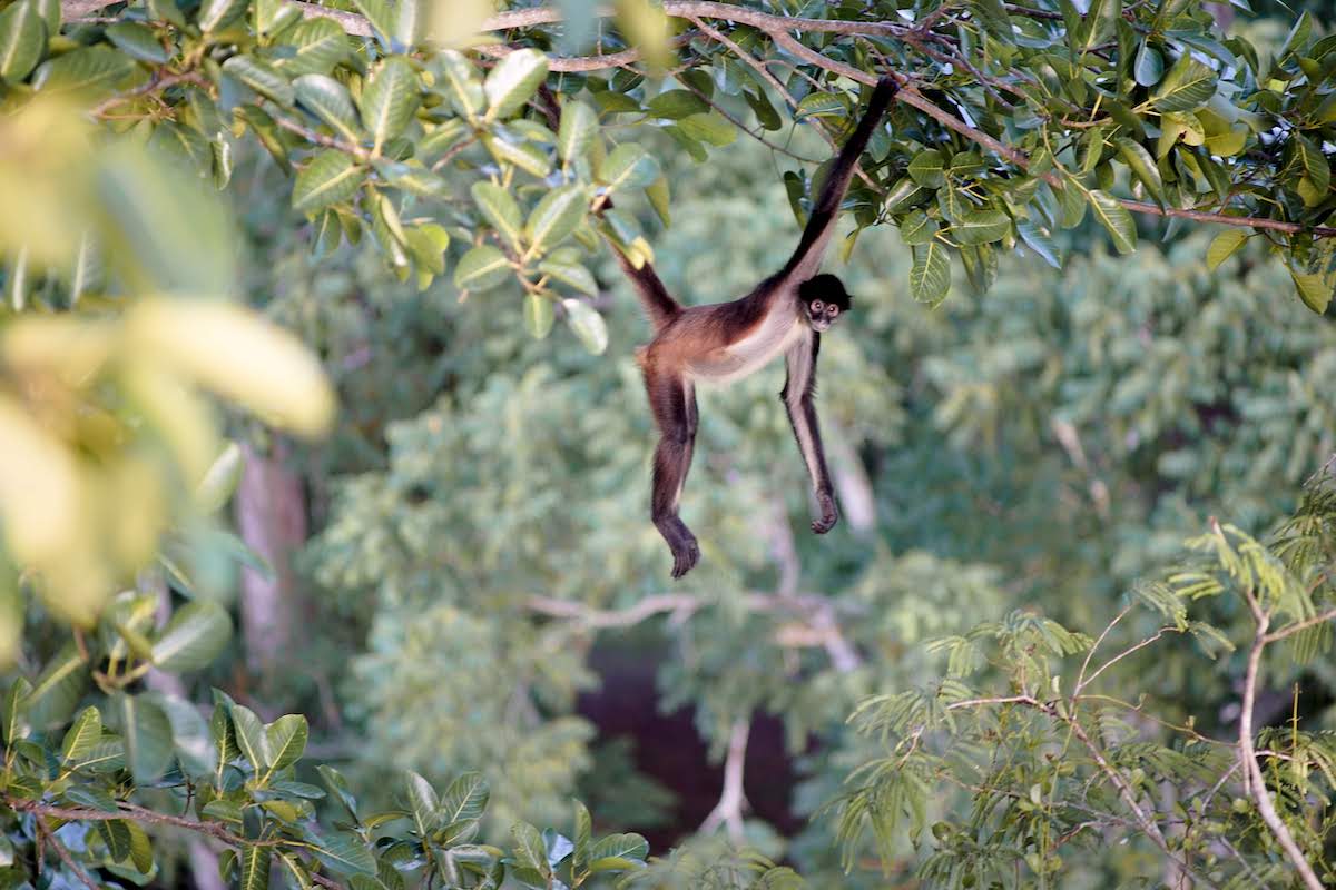 apen tikal guatemala